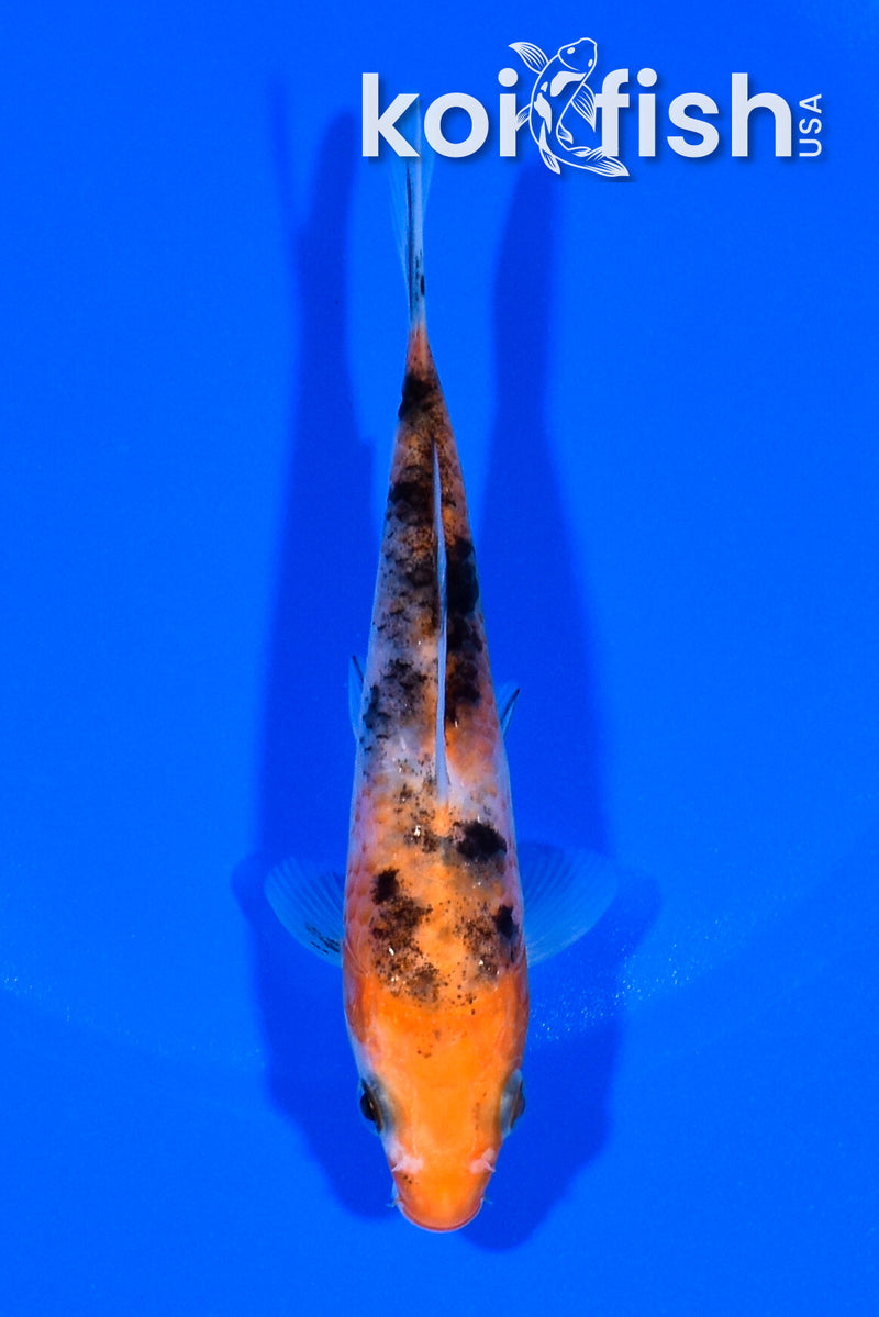 5" SANKE