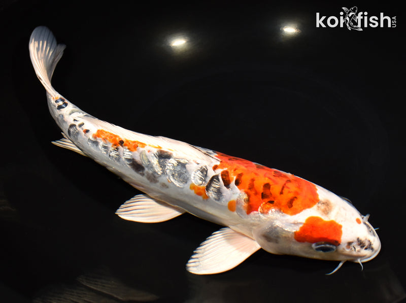 11.75" DOITSU GINRIN KUJAKU