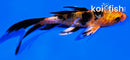 4" DOITSU KIN ORENJI BEKKO BUTTERFLY