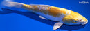 9" DOITSU LEMON HARIWAKE