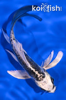 5.5" KIKOKURYU BUTTERFLY