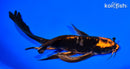 8" DOITSU ORENJI MATSUBA BUTTERFLY