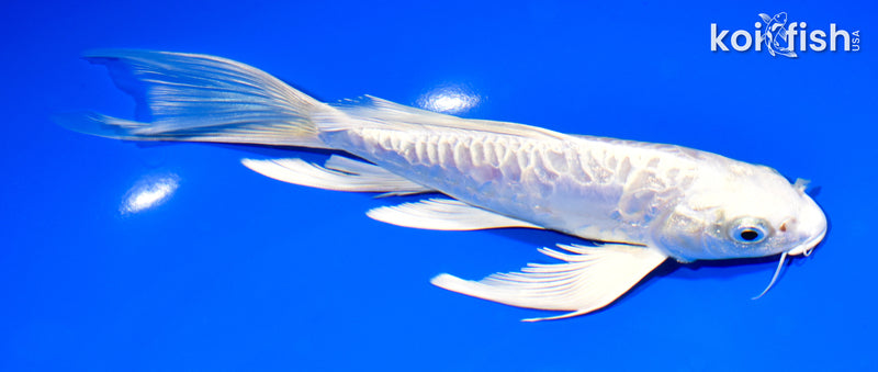 8.5" ARAGOKE PLATINUM OGON BUTTERFLY