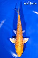 7" DOITSU YAMABUKI OGON