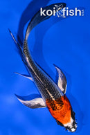 4.75" KUJAKU BUTTERFLY
