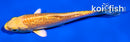 4" GINRIN YAMABUKI OGON