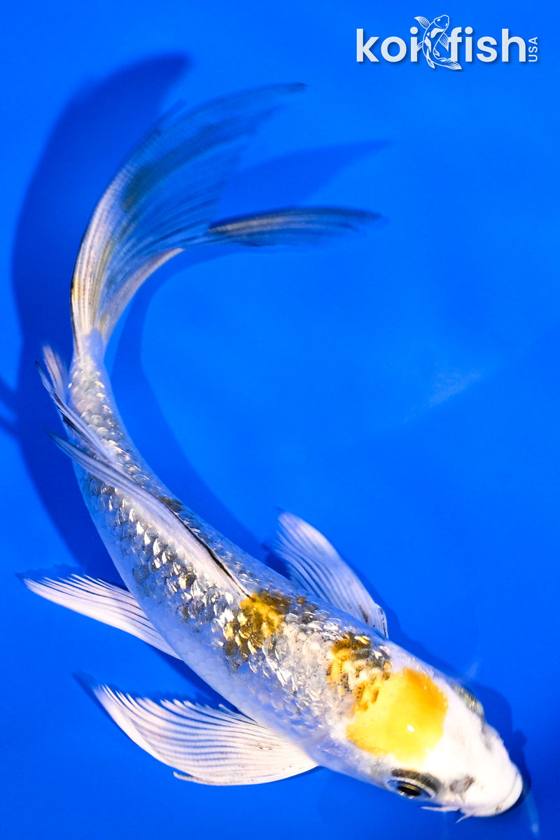 5.5" GINRIN KUJAKU BUTTERFLY