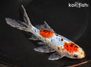 7.75" SHUBUNKIN GOLDFISH