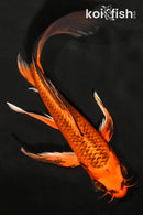 8" KIN ORENJI MATSUBA BUTTERFLY
