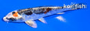 4.5" BENI KIKOKURYU