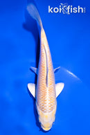 5.25" YAMABUKI OGON