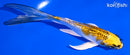 5.75" GINRIN KUJAKU BUTTERFLY