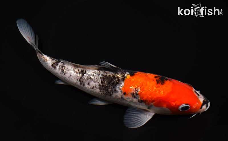 8" GINRIN GOSHIKI