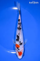 7.25" SANKE