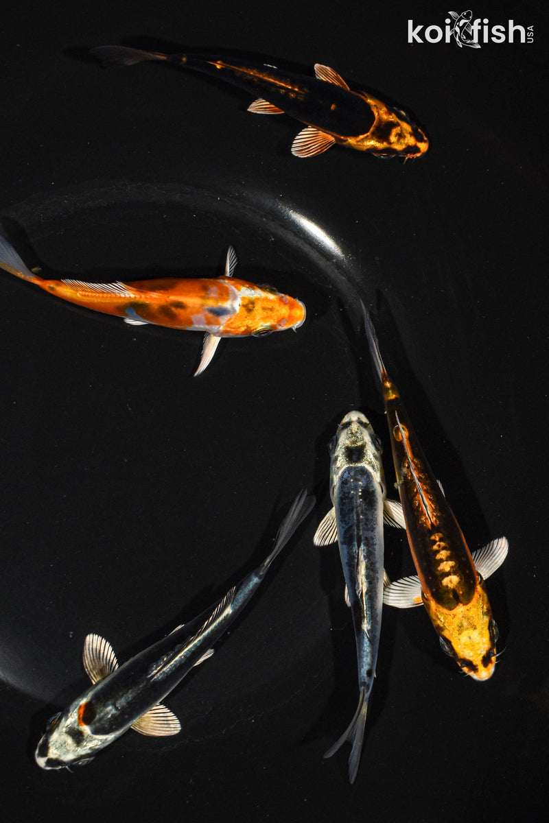 Pack of (5) 3.5-4.5" Standard Ghost Koi