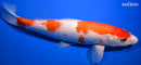 12.25" KOHAKU