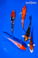 PACK OF (5) 4-5" STANDARD KOI