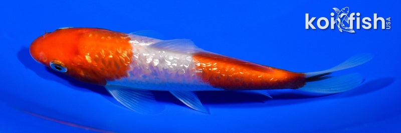 5" GINRIN NIDAN KOHAKU