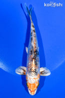 5.5" GINRIN YAMATO NISHIKI