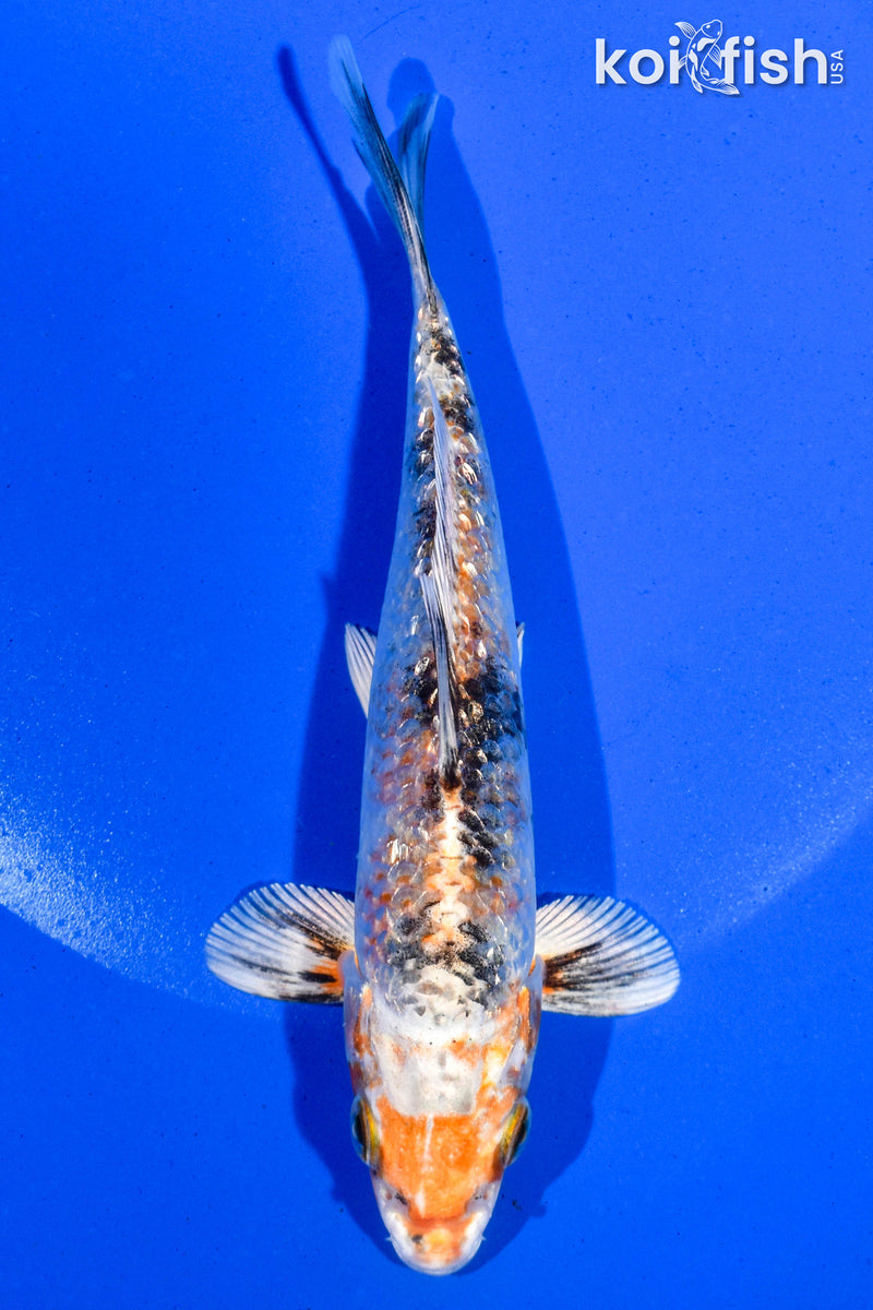 5.5" GINRIN YAMATO NISHIKI