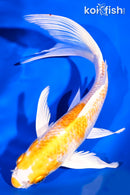 8" LEMON HARIWAKE BUTTERFLY