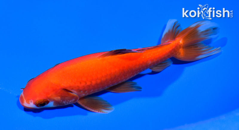 5.5" WAKIN GOLDFISH