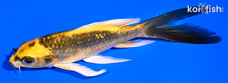 5.5" GINRIN KI MATSUBA BUTTERFLY