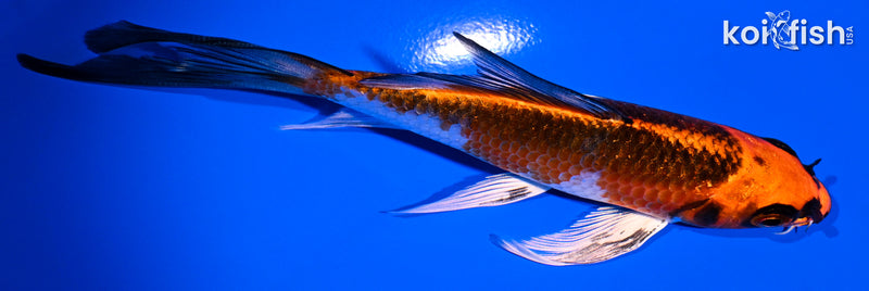 5.25" KUJAKU BUTTERFLY