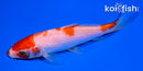 5" KOHAKU