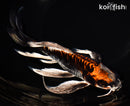 8.75" BENI KIKOKURYU BUTTERFLY