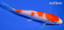 7" KOHAKU