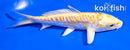 5" ARAGOKE YAMABUKI OGON