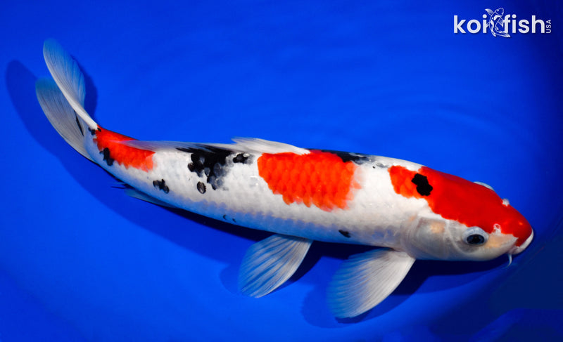 13.75" SANKE