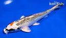 5.5" KUJAKU