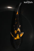 5" ARAGOKE HI UTSURI