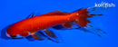 5.75" WATONAI GOLDFISH