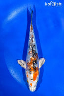 6" GINRIN YAMATO NISHIKI