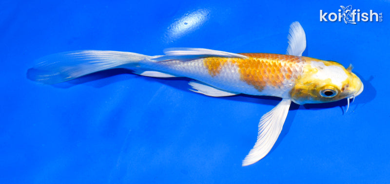 6" HARIWAKE BUTTERFLY