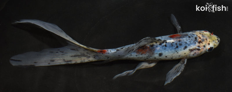 7.5" SHUBUNKIN GOLDFISH