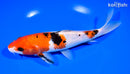 8.25" SANKE