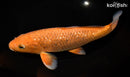 10.75" GINRIN CHAGOI