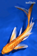 6.5" DOITSU ORENJI OGON BUTTERFLY