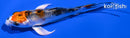 4.25" YAMATO NISHIKI BUTTERFLY