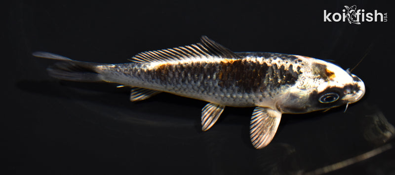 5" BENI GINGA