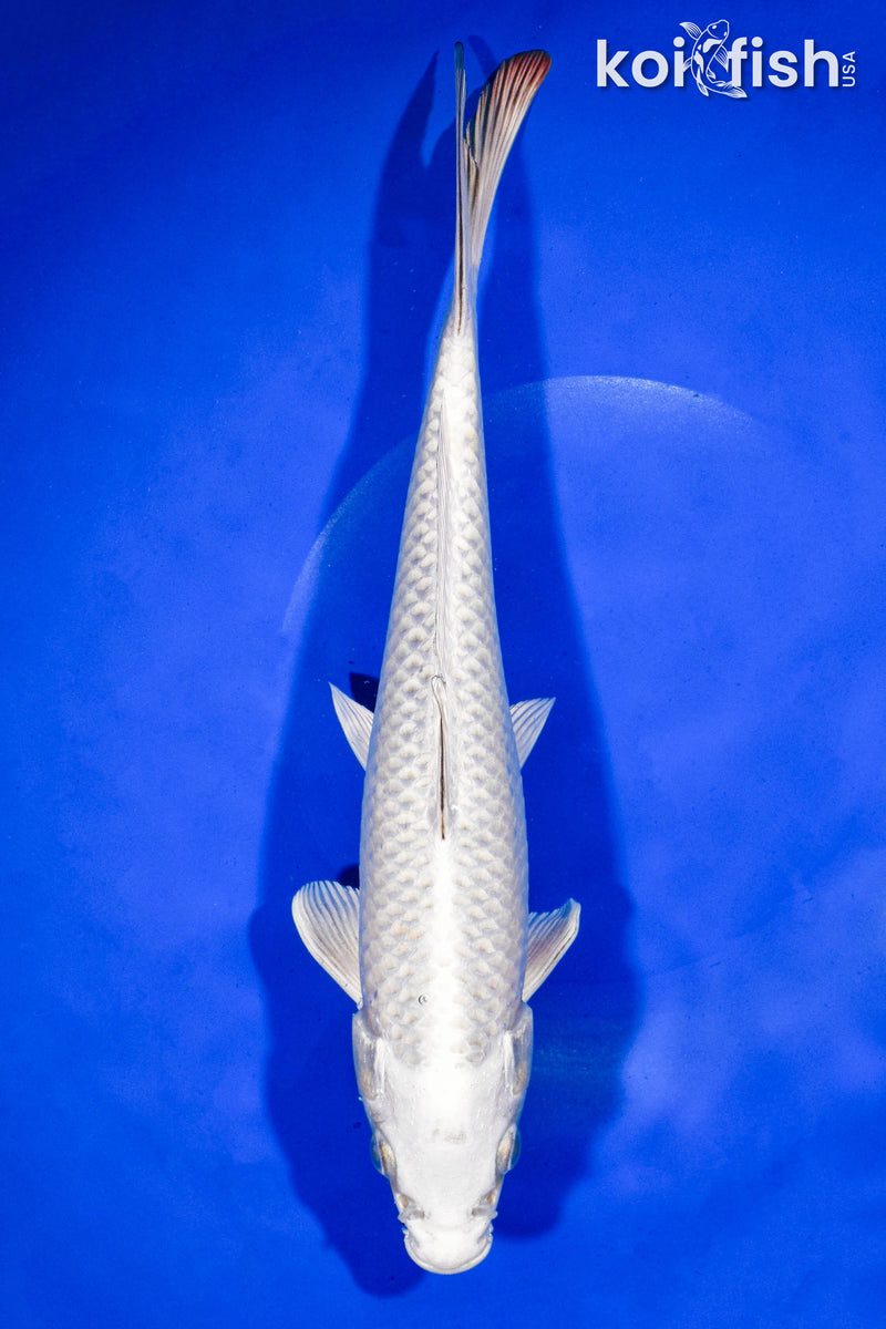 11.75" PLATINUM OGON