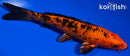 6.75" KIN ORENJI BEKKO
