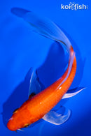 5.75" HARIWAKE BUTTERFLY