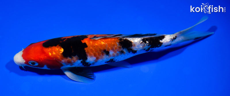 7.25" SANKE