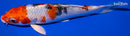 6" YAMATO NISHIKI