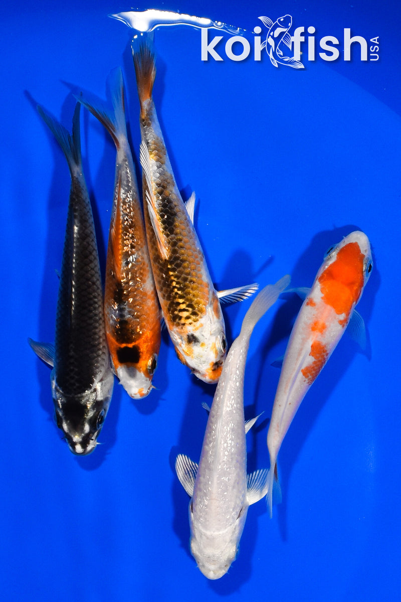 PACK OF (5) 3.5"- 4" STANDARD KOI